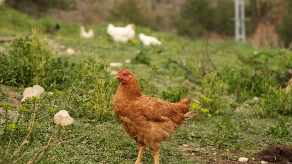 Galinha castanha num campo verde com outras galinhas ao fundo